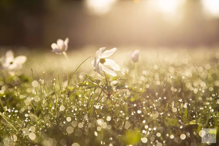 Lente gaat van start met wisselvalligheid en zachte temperaturen