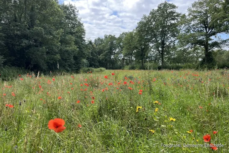 Nieuwe ronde najaarsinzaai kruidenrijke akkerranden