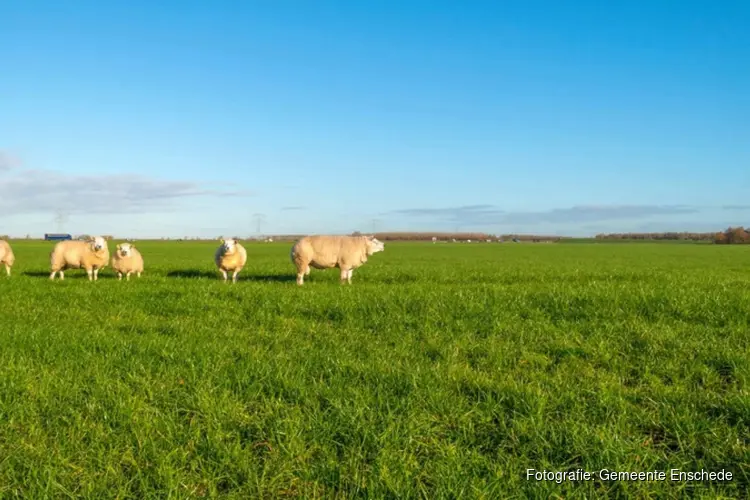 Dierziekte blauwtong in Enschede