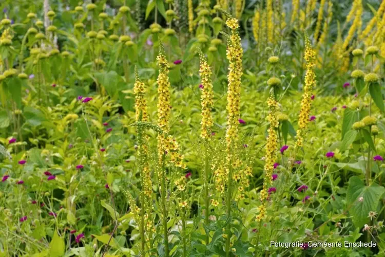 Ook een groene buurt? Doe mee met de actie ‘Planten van waarde’