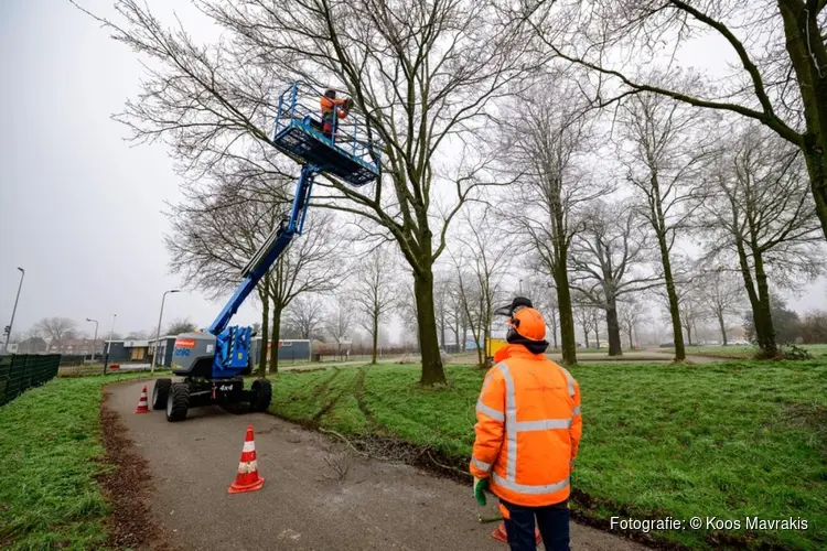 Snoeiwerkzaamheden gemeentelijke bomen in volle gang