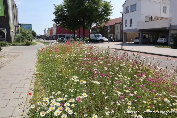 Nieuwe bloemen voor wadi’s Oldenzaalsestraat en Cromhoffsbleekweg