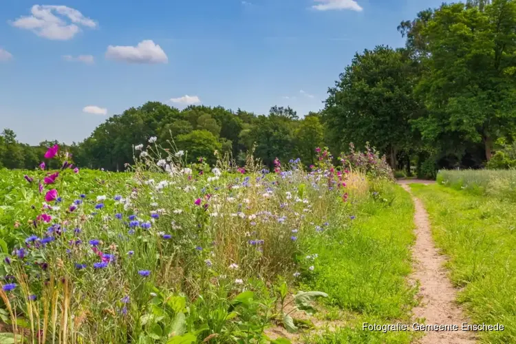 Help bijen en vlinders met gratis bloemenzaad