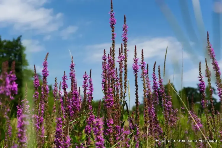 Gratis waardplanten voor scholen: help het boomblauwtje